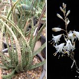 Aloe albiflora (Madagascar) available 8.5cm and 10.5-11cm Ø